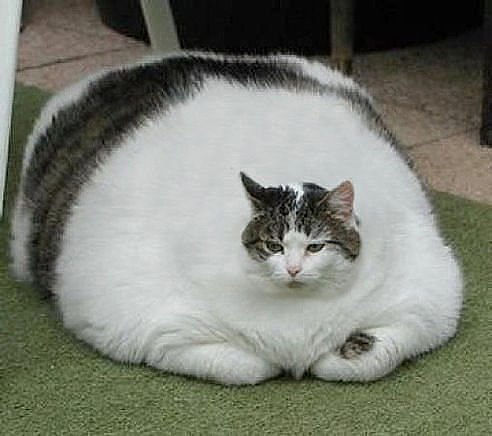 Самый толстый кот на земле и его печальная история | Пикабу