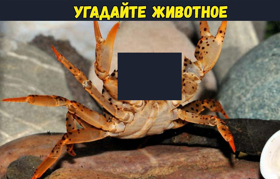 Угадай что за животное