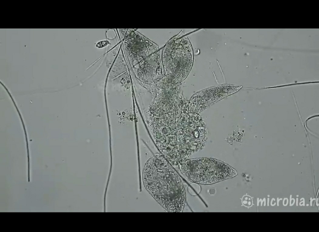 Группа хищных инфузорий съедают инфузорию туфельку | Пикабу