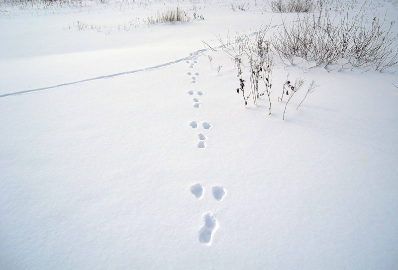 Не заячьи следы как пишется. Следы зайца русака. Следы зайца русака и беляка. Следы животных на снегу. Следы животных на снегу зайца.