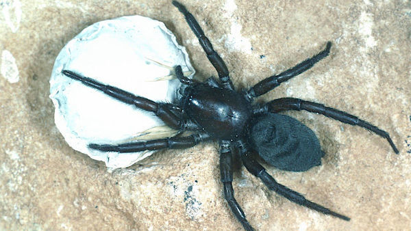 Как распознать домашнего углового паука
