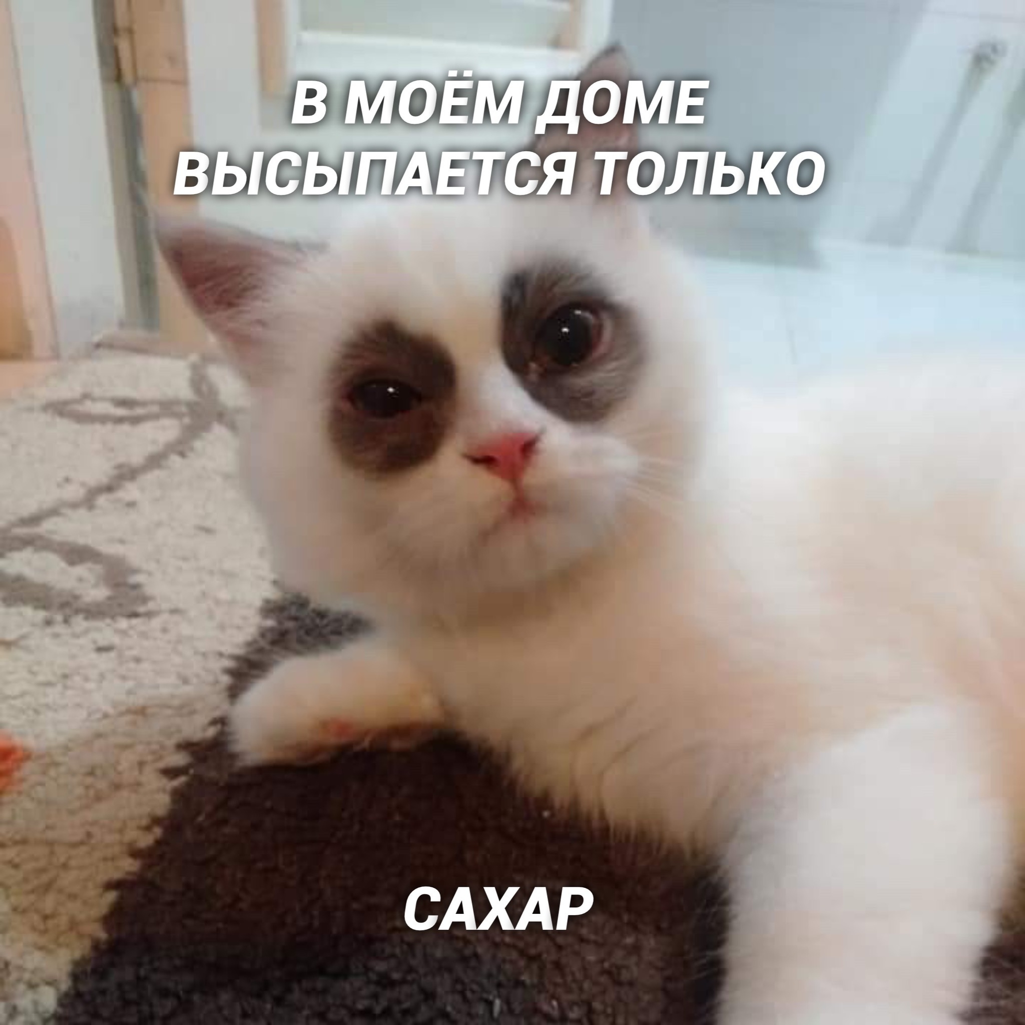 Притворился сахаром | Пикабу