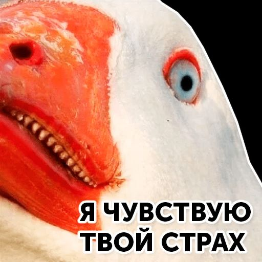 Маска гуся на голову. Гусь пластиковый ссср. Гуси мультяшные. Генерал гена гусь. Смешной гусь.