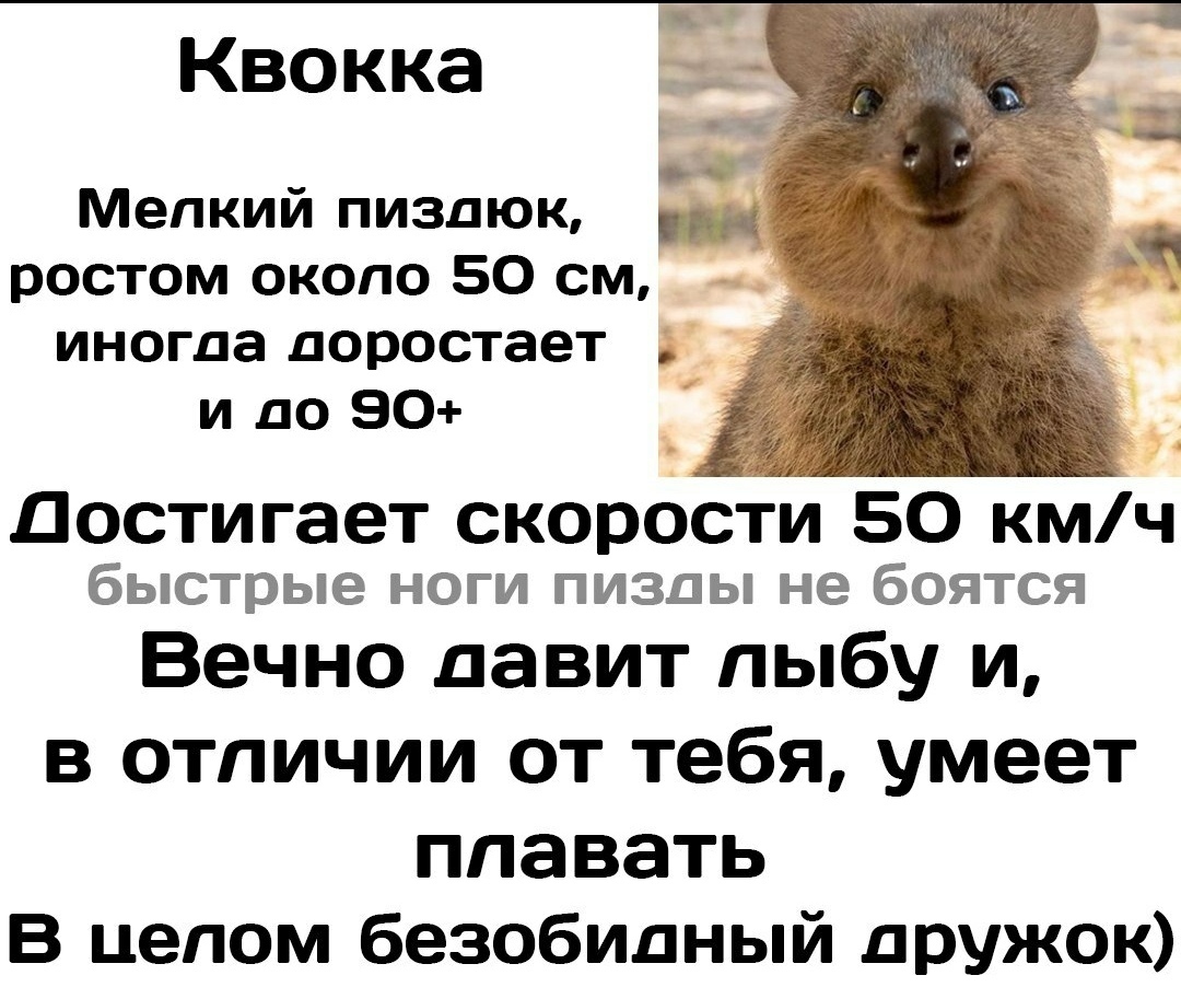 Сегодня я узнал, что квокки это полуметровые кенгуру (без шуток) | Пикабу