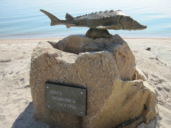 Азовское море и его обитатели - белуга, судак, осетр, севрюга