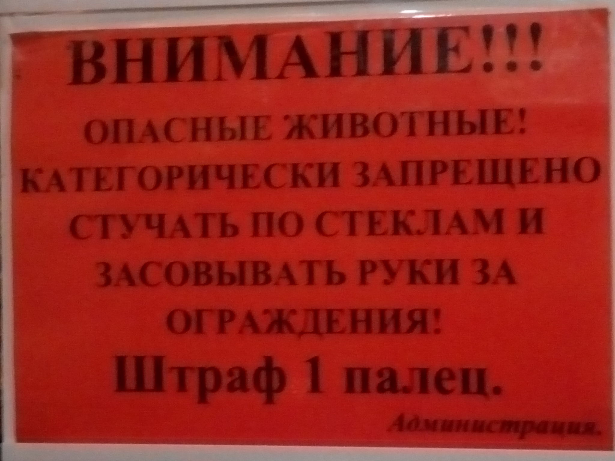 А вы знали что откусить палец так же легко как морковку ;) | Пикабу