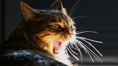 что такое локтар огар. Смотреть фото что такое локтар огар. Смотреть картинку что такое локтар огар. Картинка про что такое локтар огар. Фото что такое локтар огар