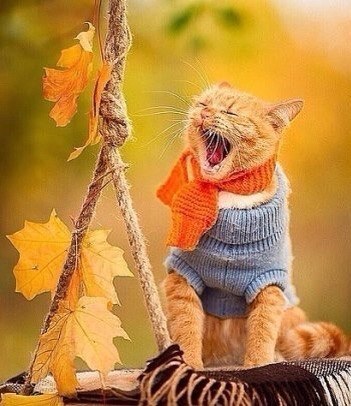 Коты что такое осень. Смотреть фото Коты что такое осень. Смотреть картинку Коты что такое осень. Картинка про Коты что такое осень. Фото Коты что такое осень