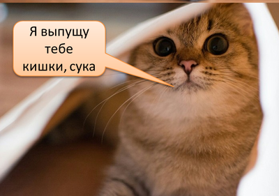 ceberinka истории о кошках. Смотреть фото ceberinka истории о кошках. Смотреть картинку ceberinka истории о кошках. Картинка про ceberinka истории о кошках. Фото ceberinka истории о кошках