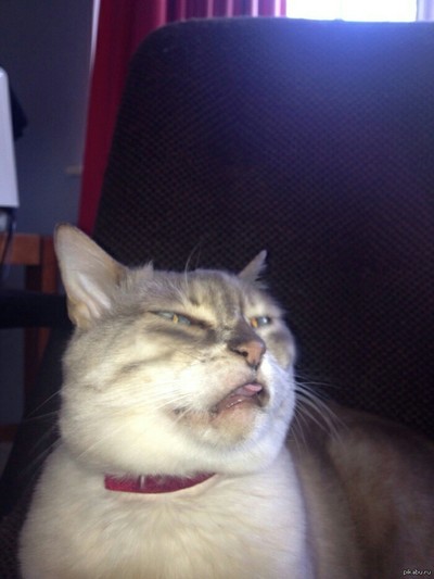 Èëëþñòðàöèÿ ê êîììåíòàðèþ