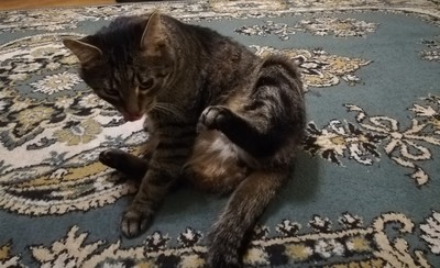 Иллюстрация к комментарию