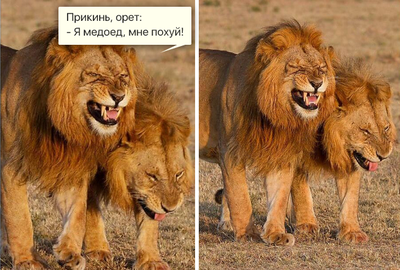 домашний медоед в квартире. Смотреть фото домашний медоед в квартире. Смотреть картинку домашний медоед в квартире. Картинка про домашний медоед в квартире. Фото домашний медоед в квартире