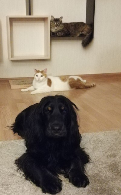 ����������� � �����������