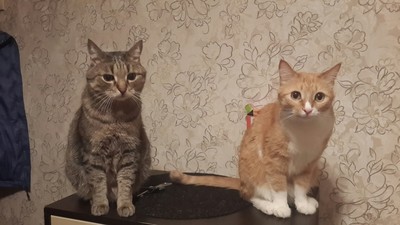 Кто такой котецу ответ. Смотреть фото Кто такой котецу ответ. Смотреть картинку Кто такой котецу ответ. Картинка про Кто такой котецу ответ. Фото Кто такой котецу ответ