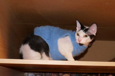 Иллюстрация к комментарию