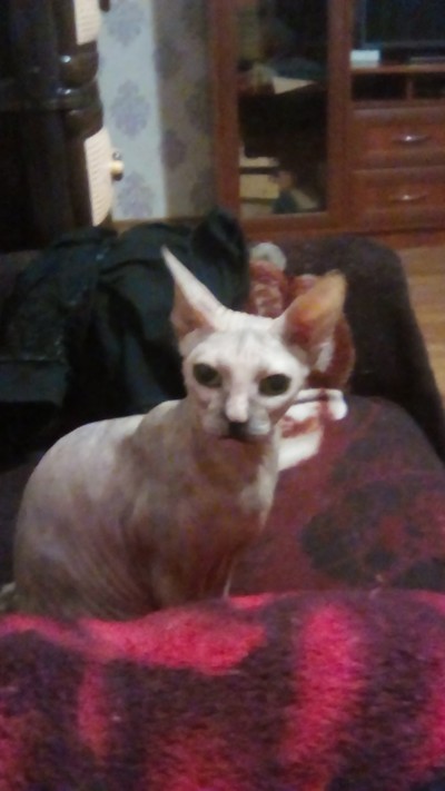 Иллюстрация к комментарию