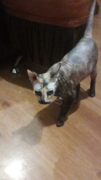 Иллюстрация к комментарию