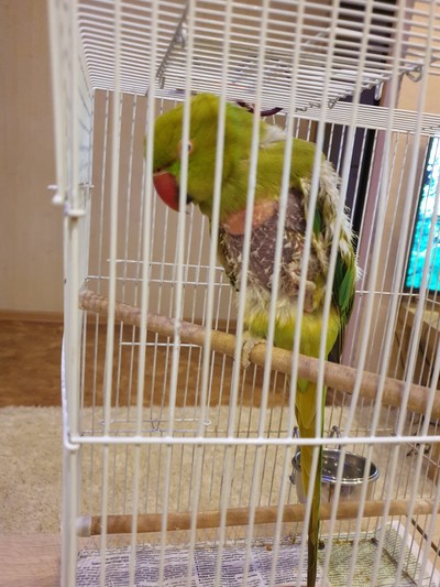 Иллюстрация к комментарию