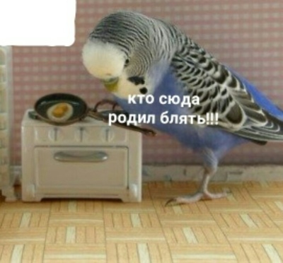 что делать с птенцами голубей на балконе. Смотреть фото что делать с птенцами голубей на балконе. Смотреть картинку что делать с птенцами голубей на балконе. Картинка про что делать с птенцами голубей на балконе. Фото что делать с птенцами голубей на балконе