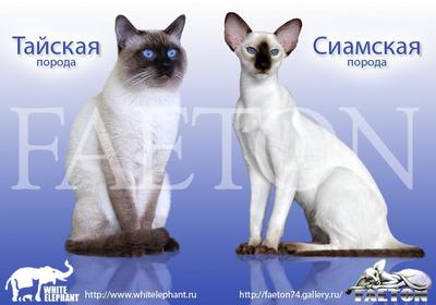 что такое колдун кэт. Смотреть фото что такое колдун кэт. Смотреть картинку что такое колдун кэт. Картинка про что такое колдун кэт. Фото что такое колдун кэт