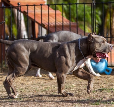 Как рожают американские булли. Смотреть фото Как рожают американские булли. Смотреть картинку Как рожают американские булли. Картинка про Как рожают американские булли. Фото Как рожают американские булли Как рожают американские булли. Смотреть фото Как рожают американские булли. Смотреть картинку Как рожают американские булли. Картинка про Как рожают американские булли. Фото Как рожают американские булли