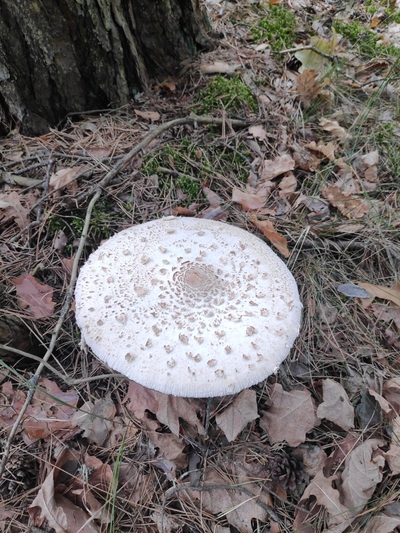 Можно ли есть сырые маслята