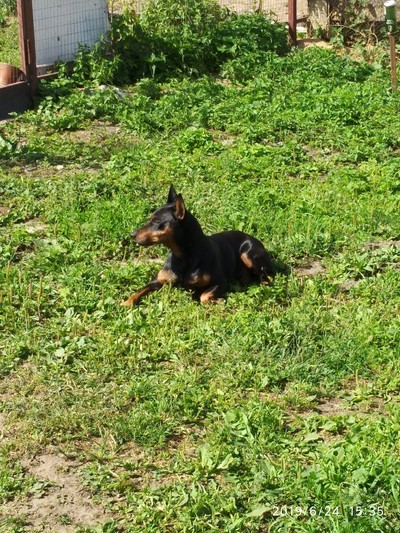 пинчер отношения с кошками. Смотреть фото пинчер отношения с кошками. Смотреть картинку пинчер отношения с кошками. Картинка про пинчер отношения с кошками. Фото пинчер отношения с кошками пинчер отношения с кошками. Смотреть фото пинчер отношения с кошками. Смотреть картинку пинчер отношения с кошками. Картинка про пинчер отношения с кошками. Фото пинчер отношения с кошками