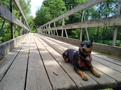 пинчер отношения с кошками. Смотреть фото пинчер отношения с кошками. Смотреть картинку пинчер отношения с кошками. Картинка про пинчер отношения с кошками. Фото пинчер отношения с кошками пинчер отношения с кошками. Смотреть фото пинчер отношения с кошками. Смотреть картинку пинчер отношения с кошками. Картинка про пинчер отношения с кошками. Фото пинчер отношения с кошками