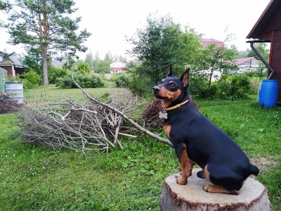 пинчер отношения с кошками. Смотреть фото пинчер отношения с кошками. Смотреть картинку пинчер отношения с кошками. Картинка про пинчер отношения с кошками. Фото пинчер отношения с кошками пинчер отношения с кошками. Смотреть фото пинчер отношения с кошками. Смотреть картинку пинчер отношения с кошками. Картинка про пинчер отношения с кошками. Фото пинчер отношения с кошками