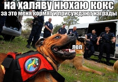 Кинологический расчет что такое. Смотреть фото Кинологический расчет что такое. Смотреть картинку Кинологический расчет что такое. Картинка про Кинологический расчет что такое. Фото Кинологический расчет что такое