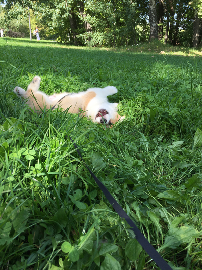 Иллюстрация к комментарию