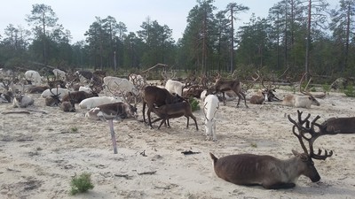 Что значит стадо оленей ходячие