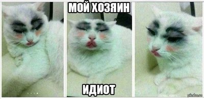 Что будет если покрасить кошку. Смотреть фото Что будет если покрасить кошку. Смотреть картинку Что будет если покрасить кошку. Картинка про Что будет если покрасить кошку. Фото Что будет если покрасить кошку