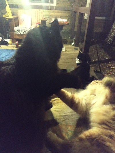 ����������� � �����������