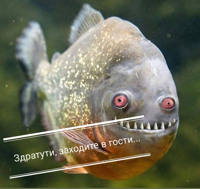 Можно ли кушать пиранью