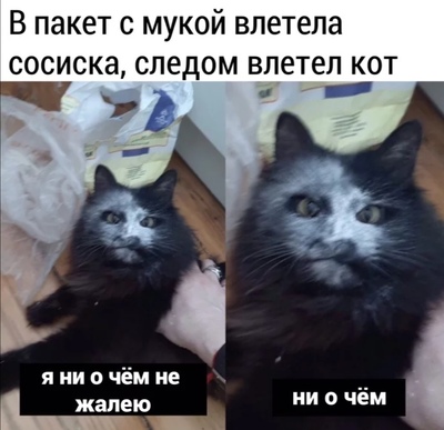Можно ли пить ежу молоко