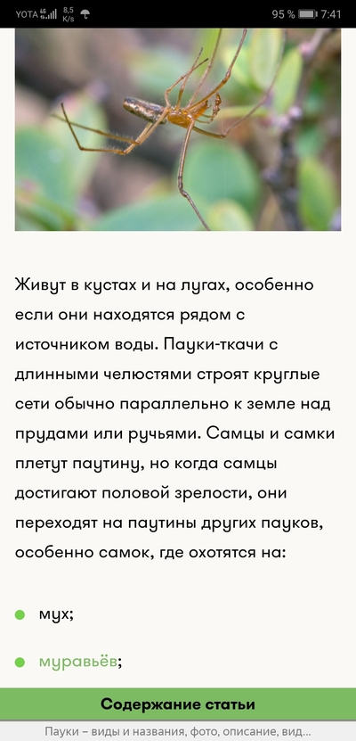 зачем паук убирает паутину. 1592887305187319366. зачем паук убирает паутину фото. зачем паук убирает паутину-1592887305187319366. картинка зачем паук убирает паутину. картинка 1592887305187319366.