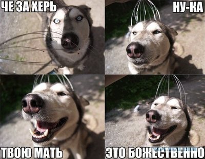 не справляюсь с собакой что делать. Смотреть фото не справляюсь с собакой что делать. Смотреть картинку не справляюсь с собакой что делать. Картинка про не справляюсь с собакой что делать. Фото не справляюсь с собакой что делать