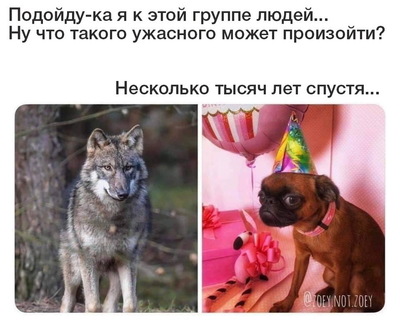 Можно ли есть зебр