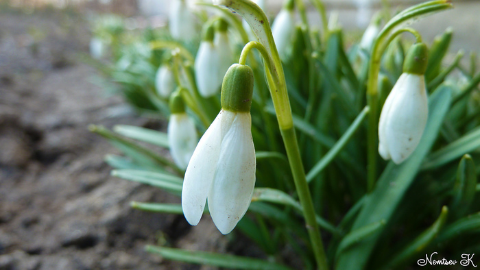 My snowdrops bloomed - My, Snowdrops, Plants, The photo, Video, Spring, Longpost, Snowdrops flowers
