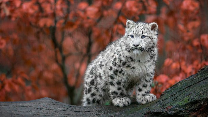 Snow leopards - cat, Wild animals, Snow Leopard, Longpost