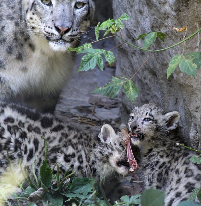 Snow leopards - cat, Wild animals, Snow Leopard, Longpost