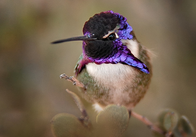 The most beautiful types of hummingbirds - Hummingbird, Birds, Nature, The photo, Milota, Longpost