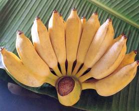 types of bananas - Banana, , Ecuador, , Longpost