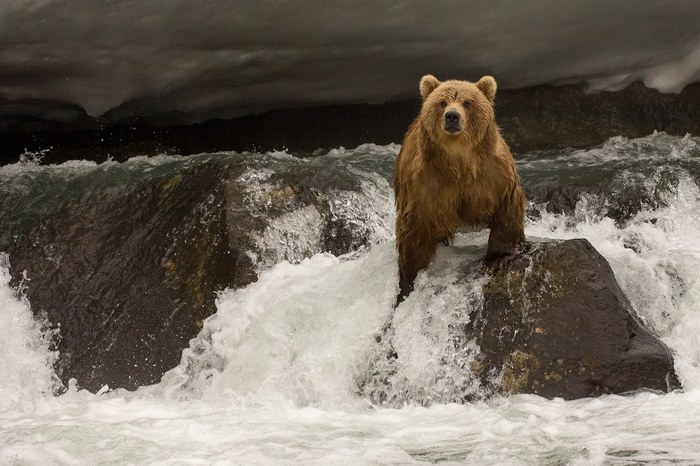 Incredible photos of brown bears in Kamchatka - The Bears, Brown bears, Kamchatka, The nature of Russia, Longpost