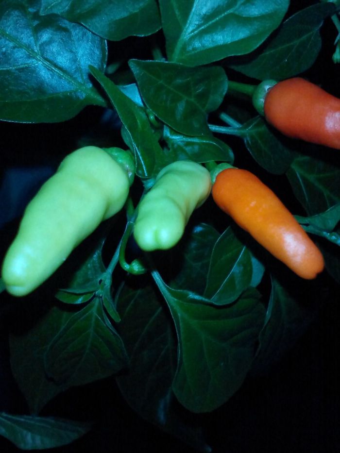 Tabasco. - My, Pepper, Tabasco, Vegetable garden on the windowsill