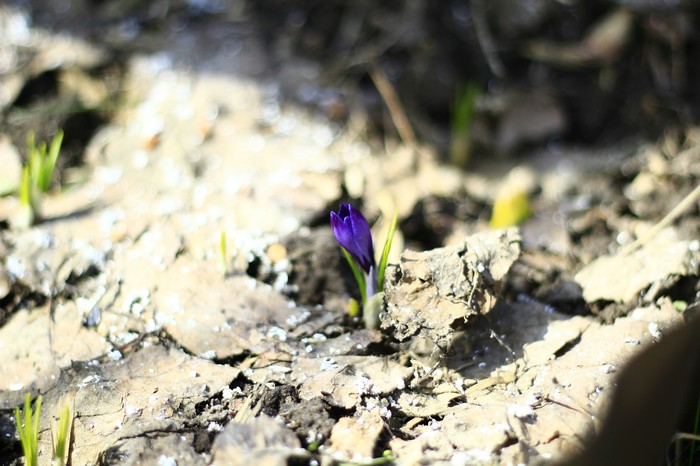 Spring, life blooms, kebabs ripen) - My, Spring, Flowers, Shashlik, Zen, Calmness, Longpost