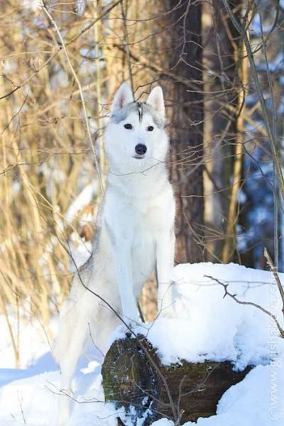 amazing husky - Husky, Dog, The photo, Longpost