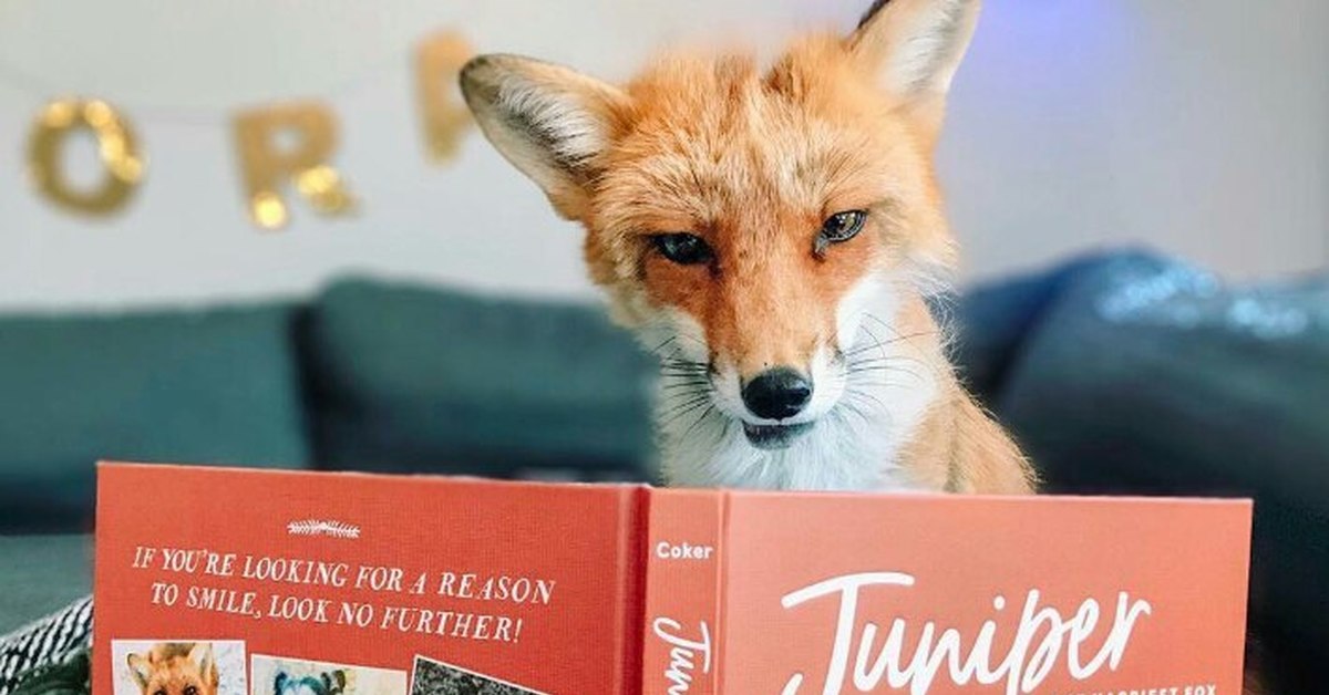 Read foxes. Книги про Лис. Книги с лисами. Лиса с книжкой. Лисичка с книгой.