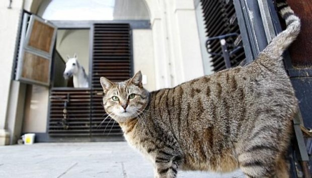 Swedish police arrest cat for theft - cat, The photo